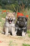 CHIEN FINNOIS DE LAPONIE 433